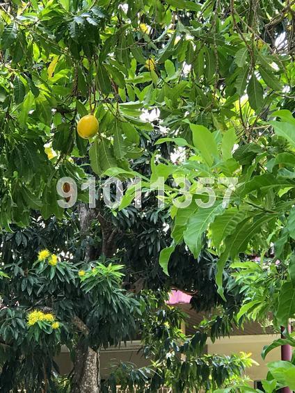 Richards Avenue (D19), Terrace #143540552